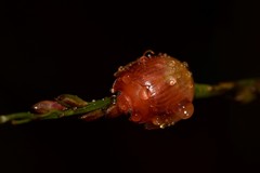 Paropsisterna hectica