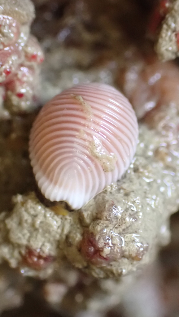 Arctic Cowrie