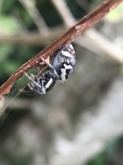 Phiale roburifoliata