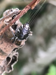 Phiale roburifoliata