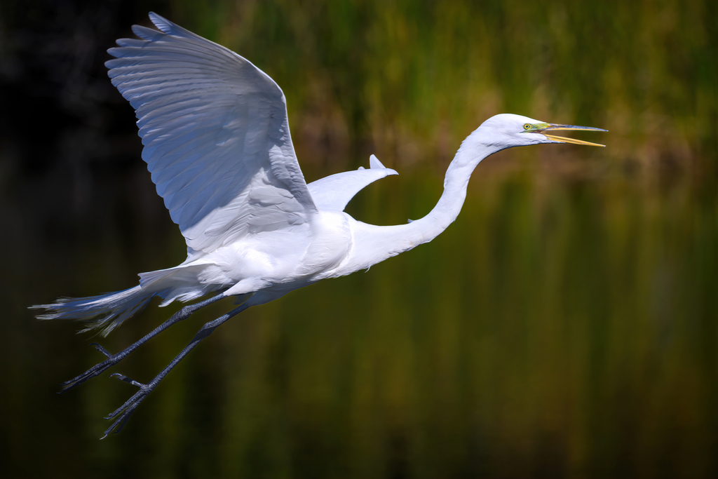 Great Egret juvenile – Jenkins Point – SIB