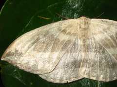 Cyclidia substigmaria