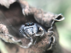 Phiale roburifoliata