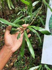 Pouteria salicifolia