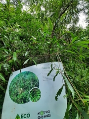 Pouteria salicifolia