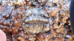 Acanthochitona fascicularis