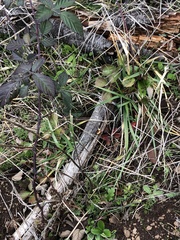 Gloeophyllales