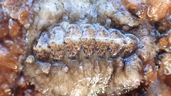 Acanthochitona fascicularis