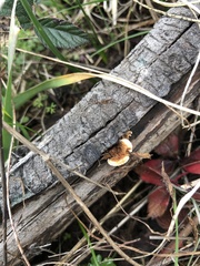Gloeophyllales