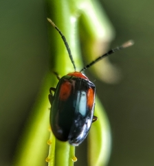Arcastes biplagiata
