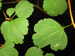 Spiraea blumei