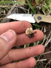 Gloeophyllales