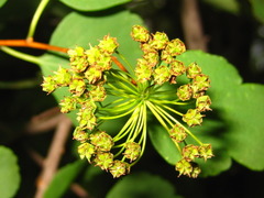 Spiraea blumei