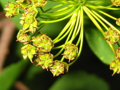 Spiraea blumei