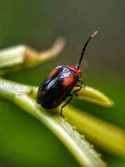 Arcastes biplagiata