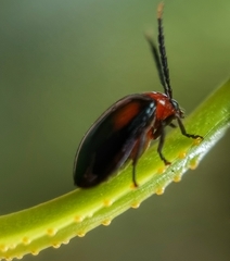 Arcastes biplagiata