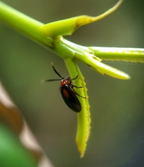 Arcastes biplagiata