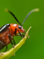 Arcastes biplagiata