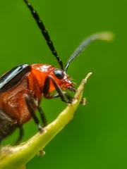 Arcastes biplagiata