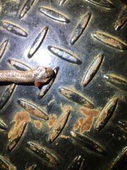Cryptophis boschmai