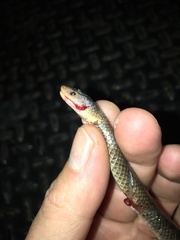 Cryptophis boschmai