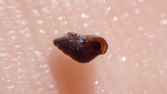 Barleeia unifasciata