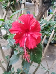 Hibiscus × archeri