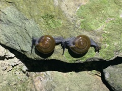 Macrochlamys superlita