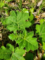 Solanum viarum