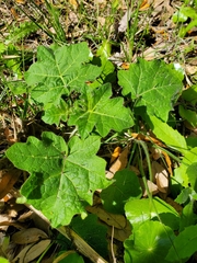 Solanum viarum
