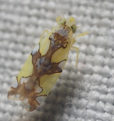 Protalebrella conica