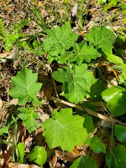 Solanum viarum