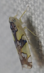 Protalebrella conica