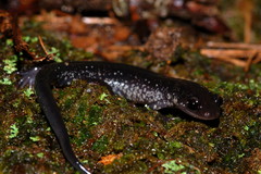 Plethodon chattahoochee
