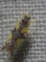 Protalebrella conica