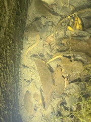 Opisthotropis lateralis