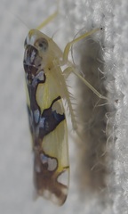 Protalebrella conica