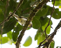 Phylloscartes sylviolus