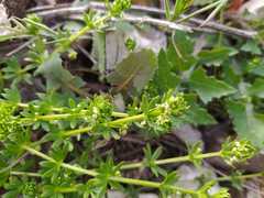 Galium verrucosum