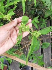 Poikilacanthus glandulosus