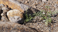 Pectocarya recurvata