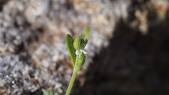 Pectocarya recurvata