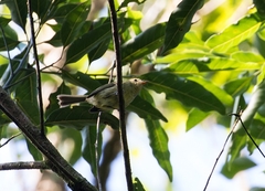 Pogonotriccus paulista