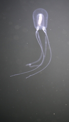 Euphysa flammea