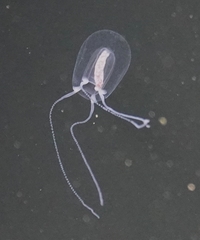 Euphysa flammea