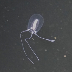 Euphysa flammea