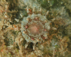 Stichodactyla tapetum