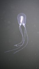 Euphysa flammea