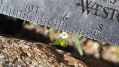 Pectocarya recurvata