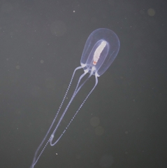Euphysa flammea